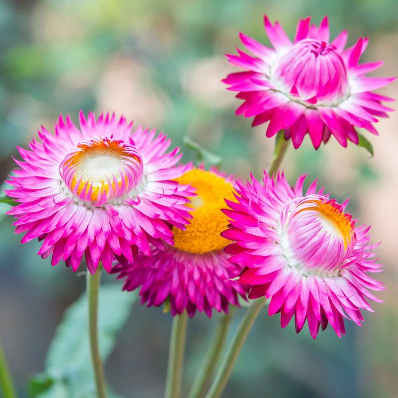 Strawflowers