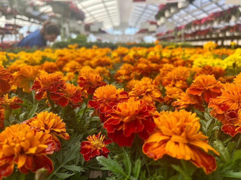 Marigolds: Pest-Repelling Brightness