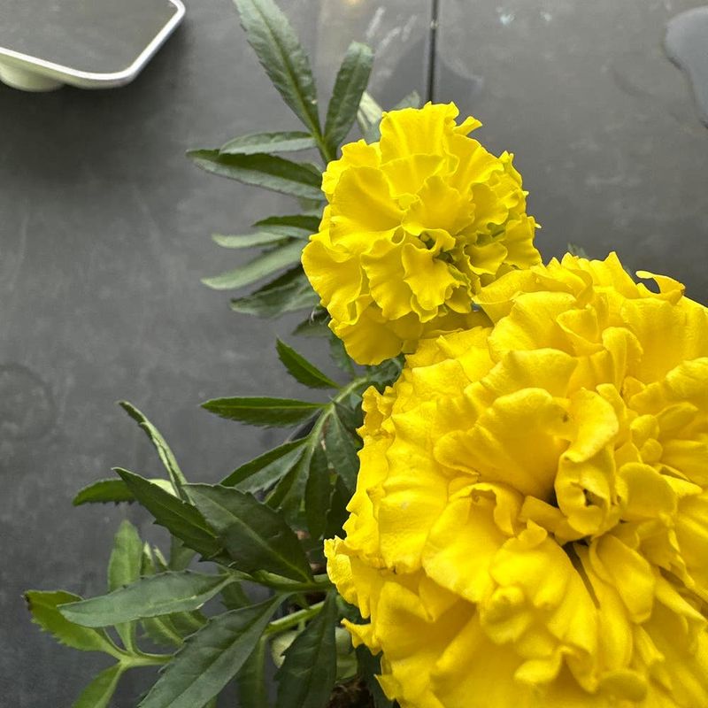 Marigolds