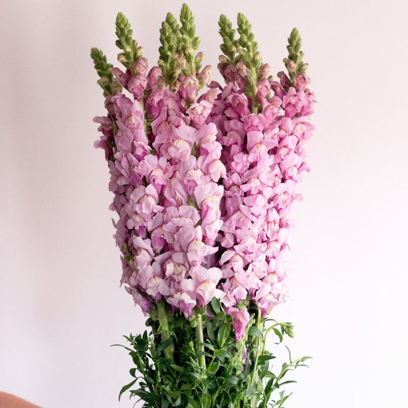 Snapdragons