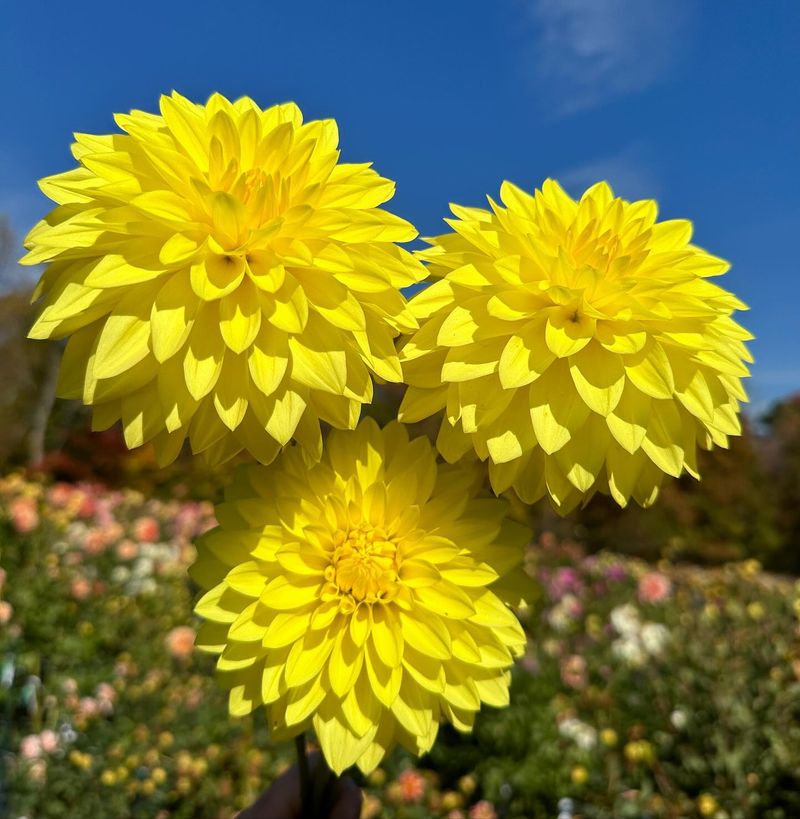 Dahlias: Late Summer Stars