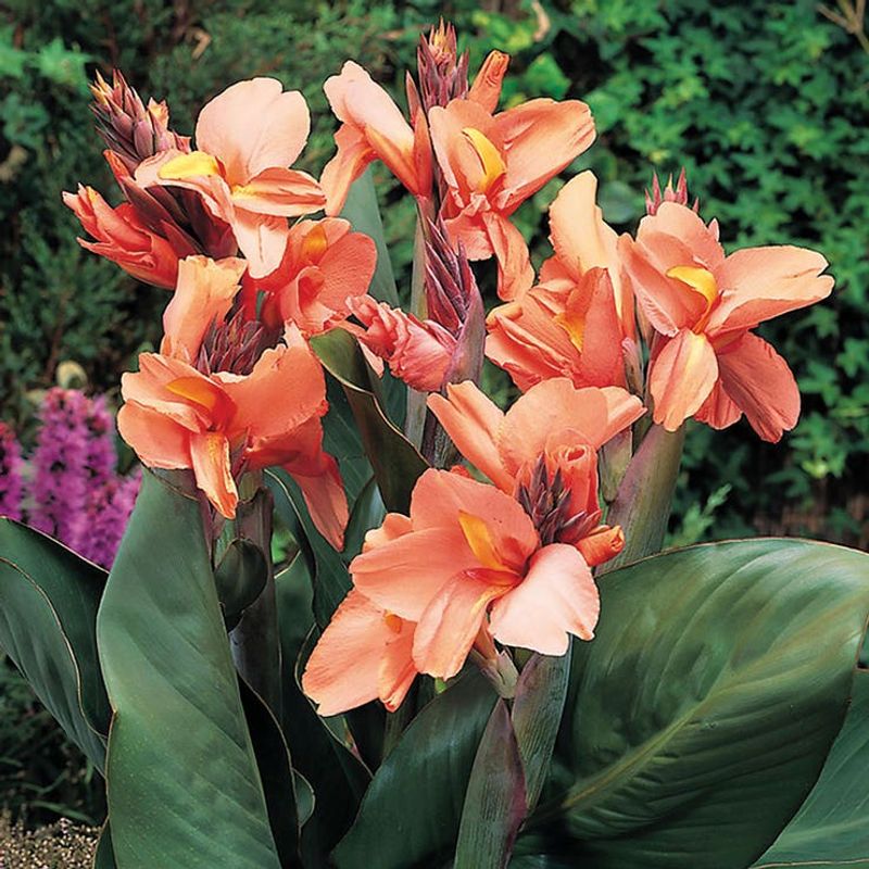 Heavily Modified Canna Lilies