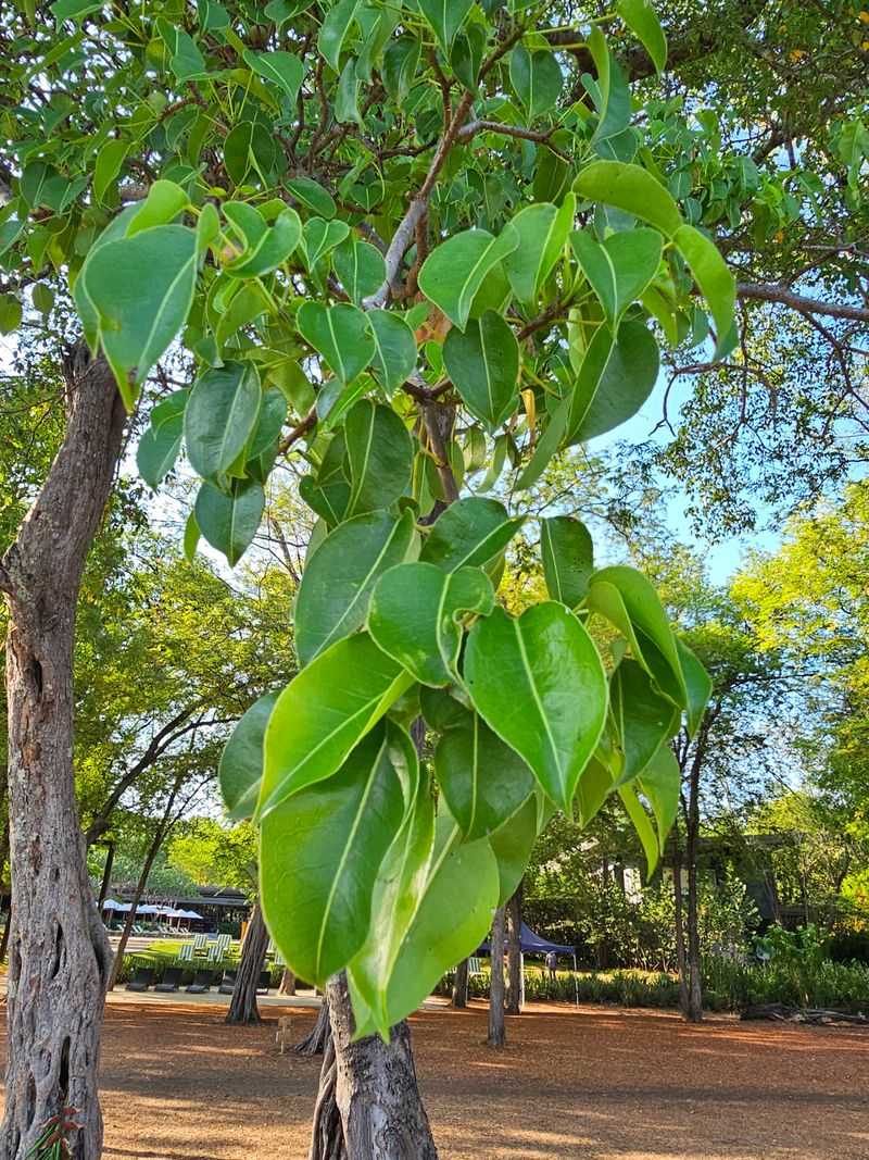 Manchineel: The One That Can Kill With Just A Touch