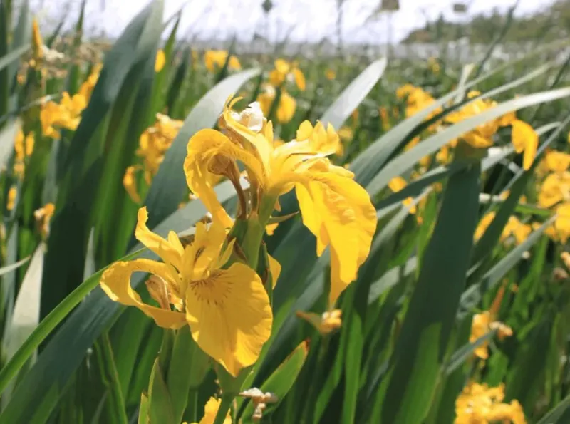 Yellow Flag Iris: The Wetland Menace