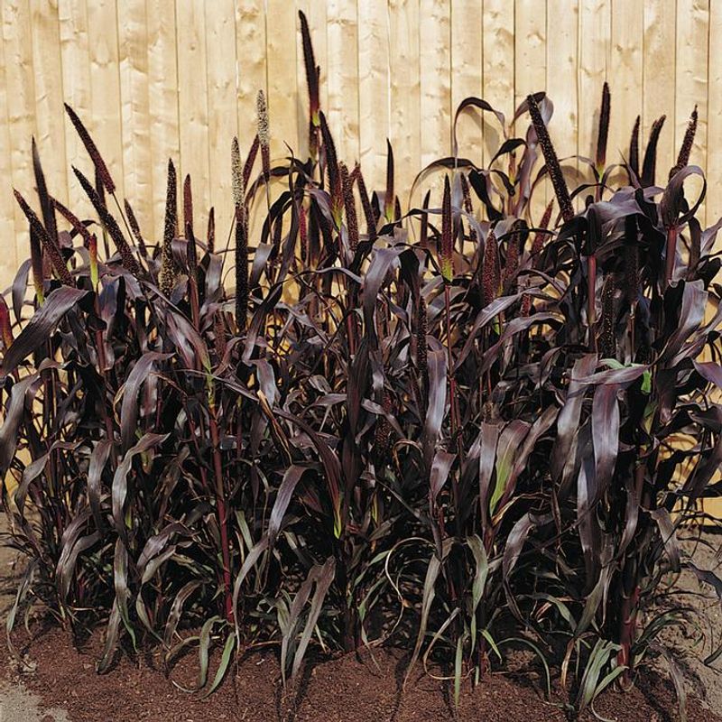 Ornamental Millet 'Purple Majesty' (Pennisetum glaucum)