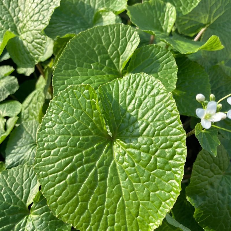 Wasabi