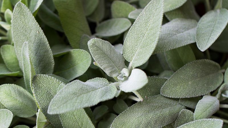 Sage: Wisdom in Every Leaf