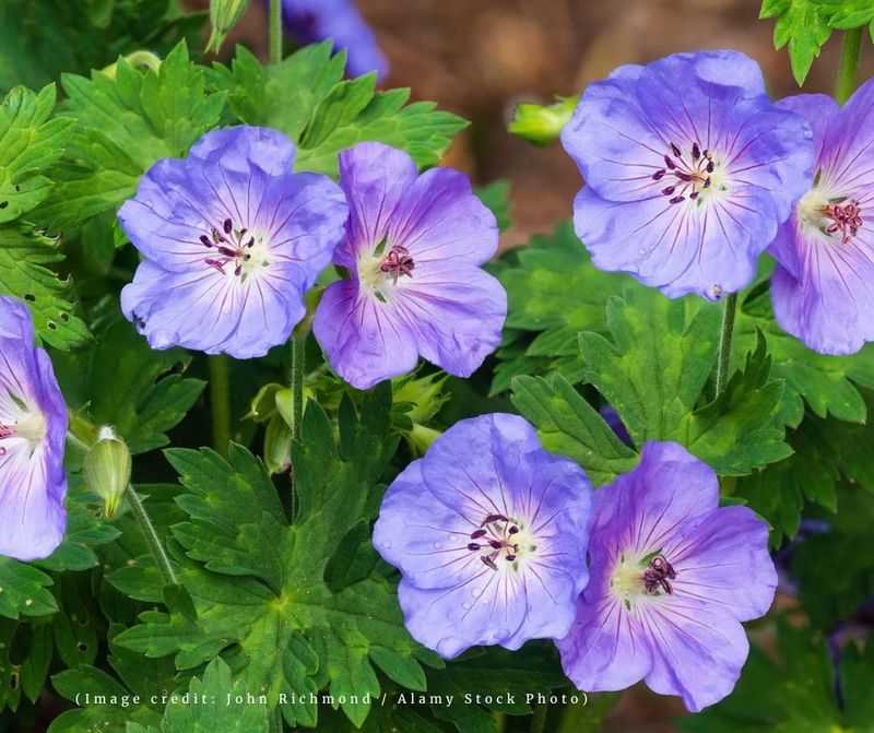 Refresh Geraniums for Late-Season Vibrancy