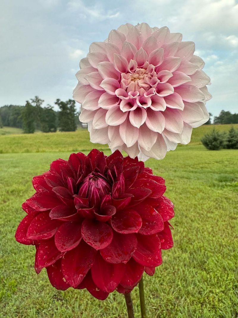 Dahlias