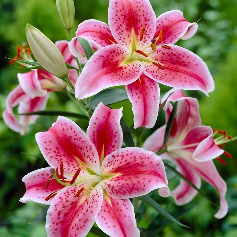 Oriental Lilies