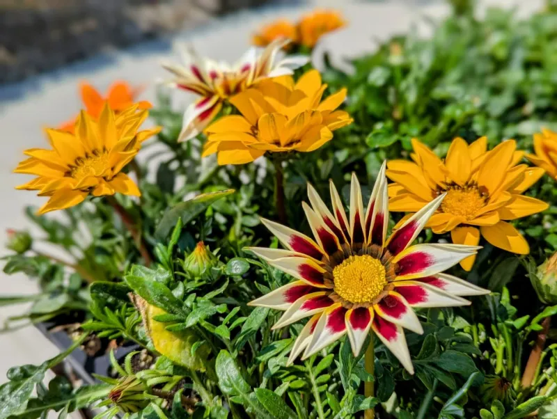 Gazania