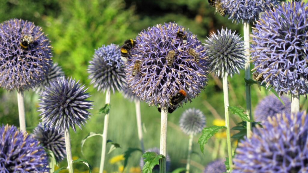 Globe Thistle (Echinops)