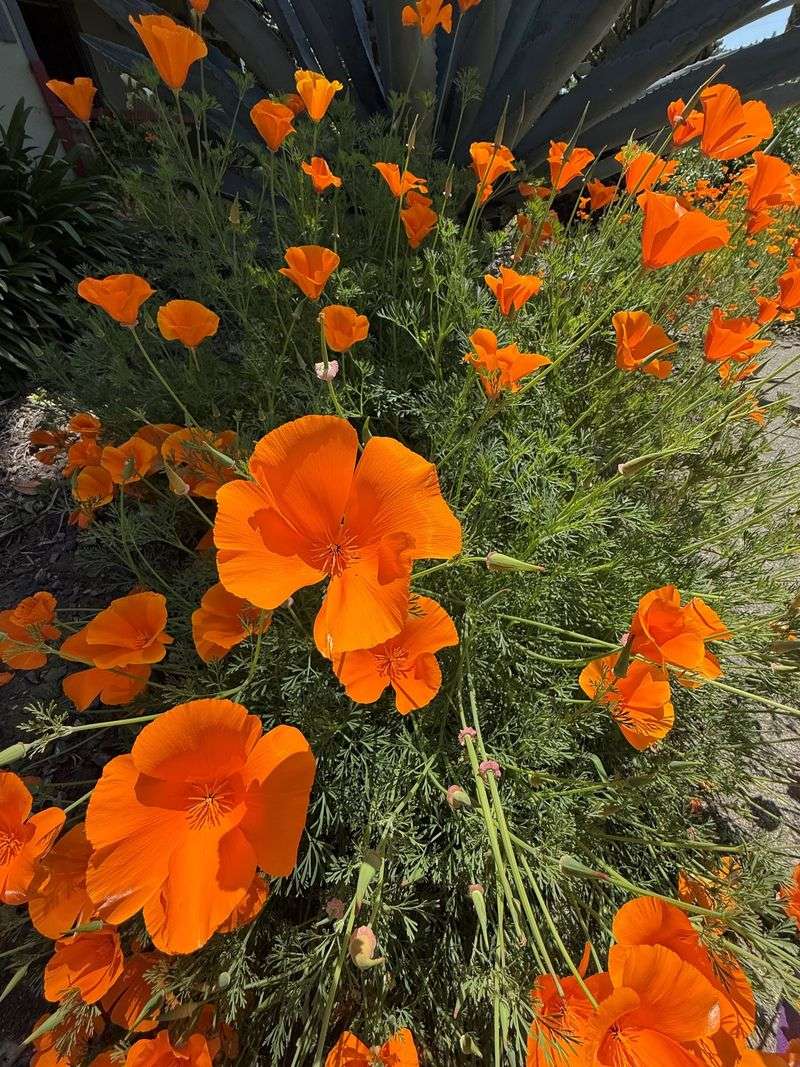 California Poppy