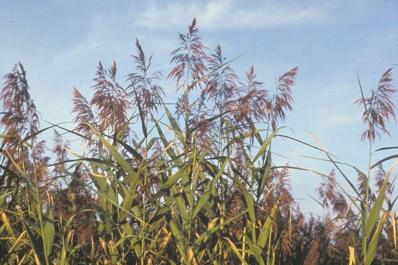 Common Reed (Phragmites): Wetland Destroyer