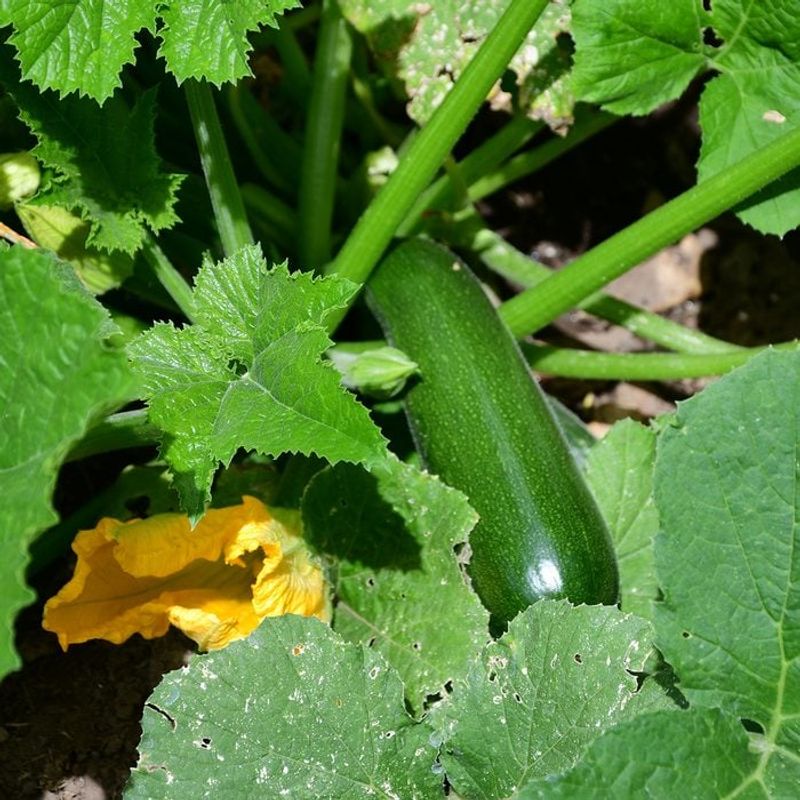 Stem Condition
