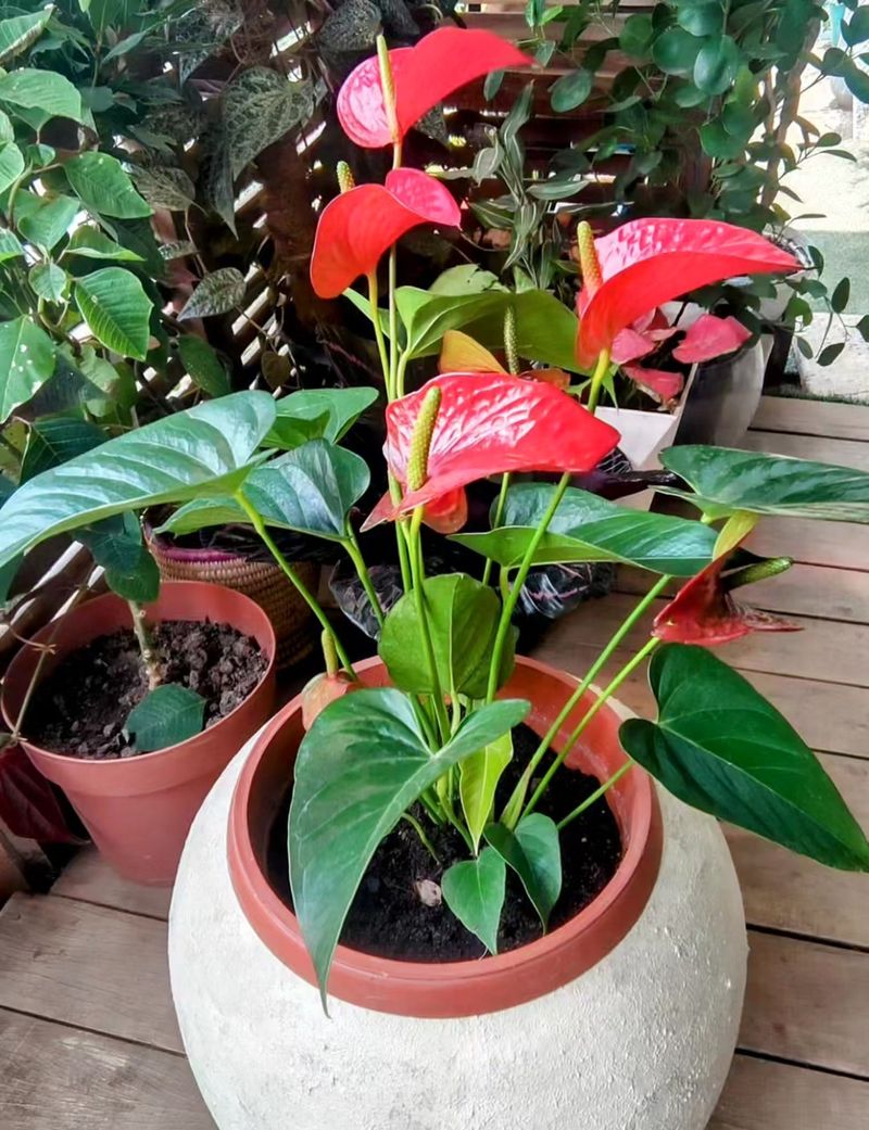 Anthurium