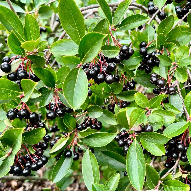 Aronia