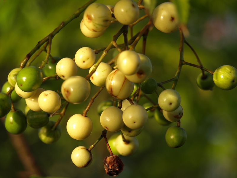 Chinaberry's Tempting Fruits