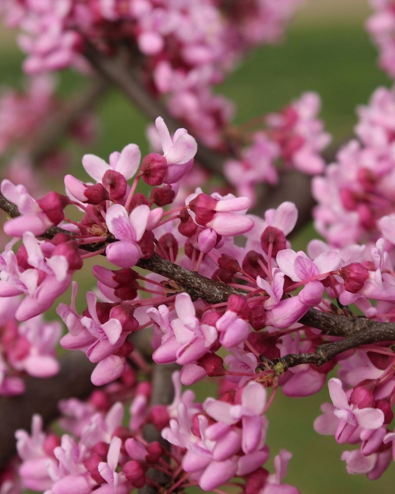 Redbud