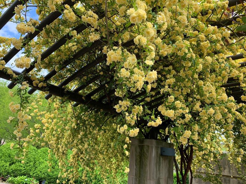 Yellow Lady Banks Rose