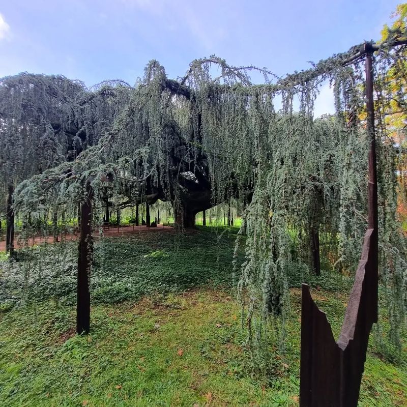 Weeping Blue Atlas Cedar
