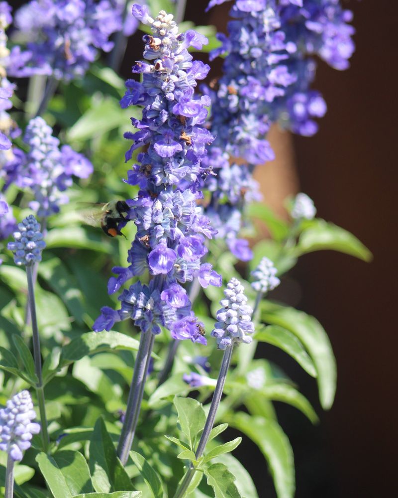 Salvia (Sage)