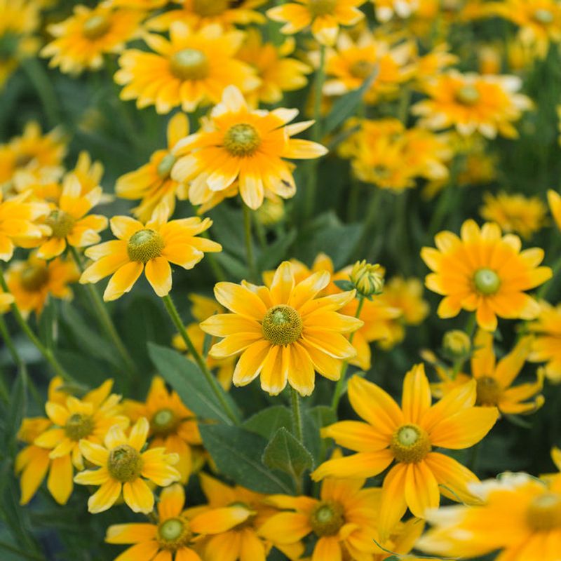 Rudbeckia 'Prairie Sun': Bicolor Beauty