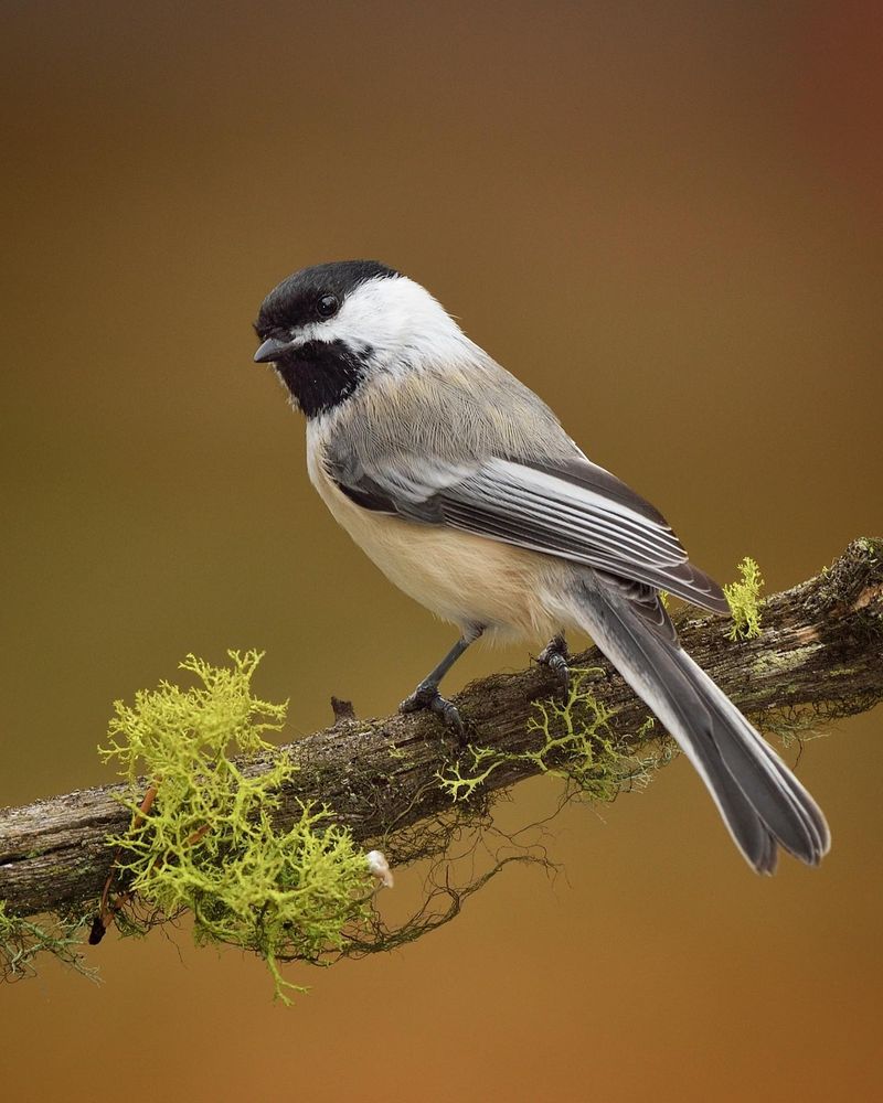Chickadee