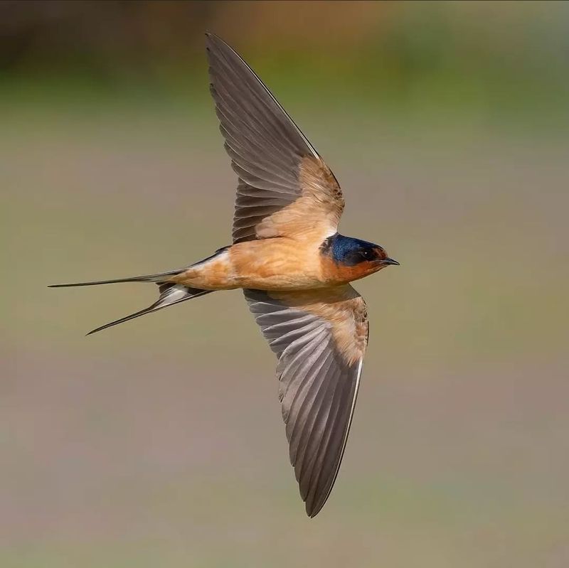 Barn Swallows