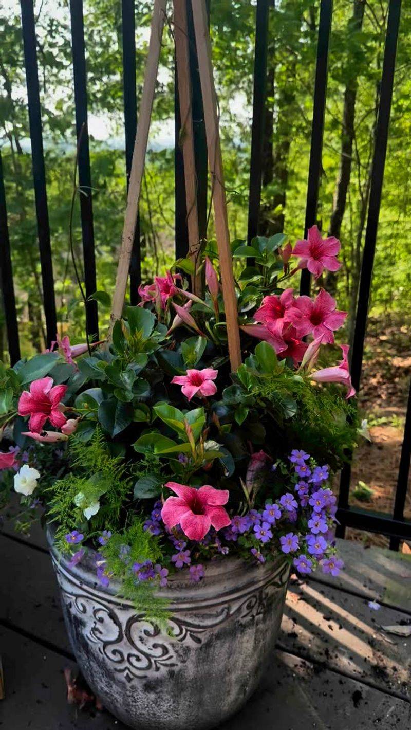 Mandevilla and Petunia