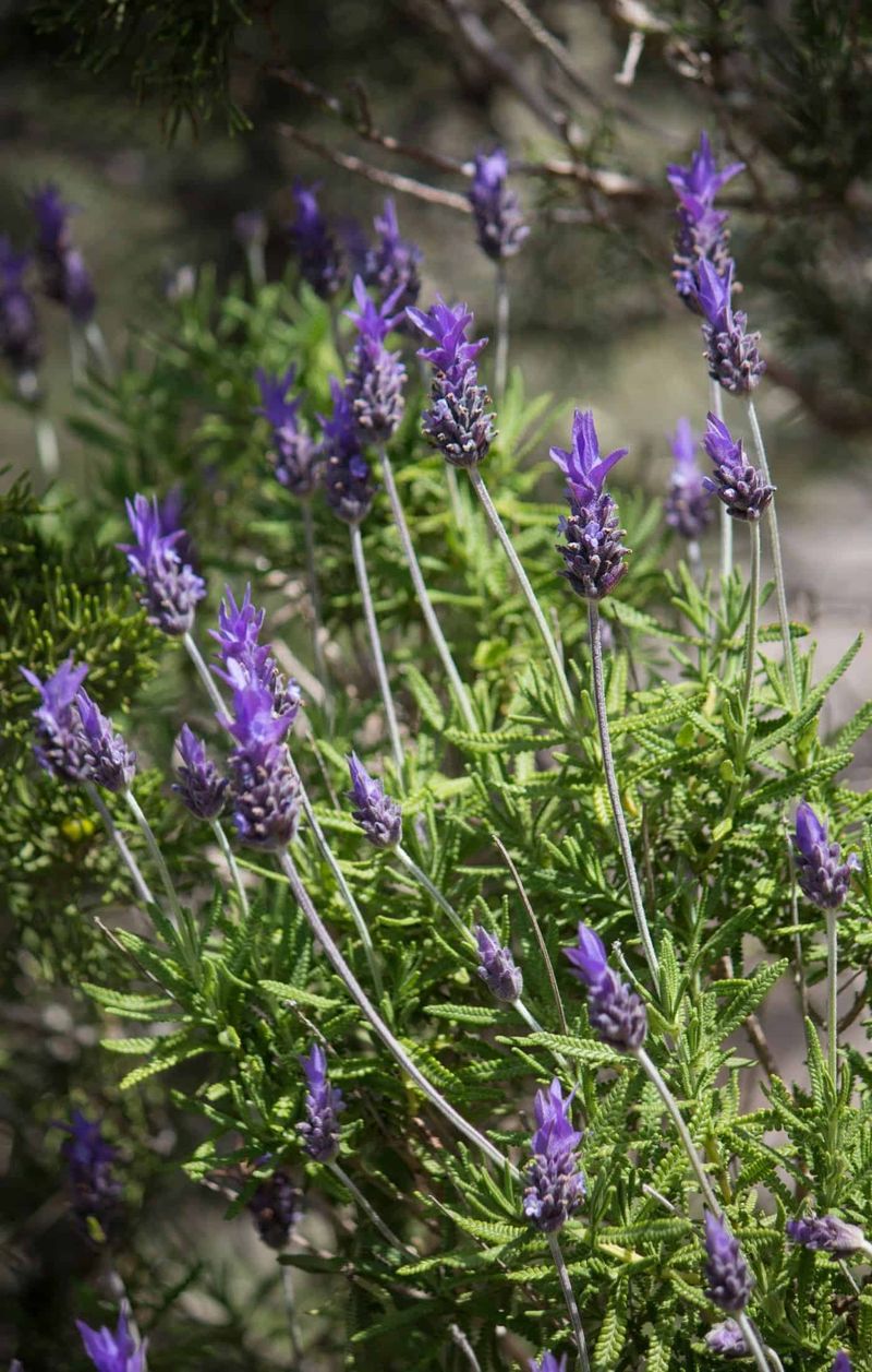 French Lavender