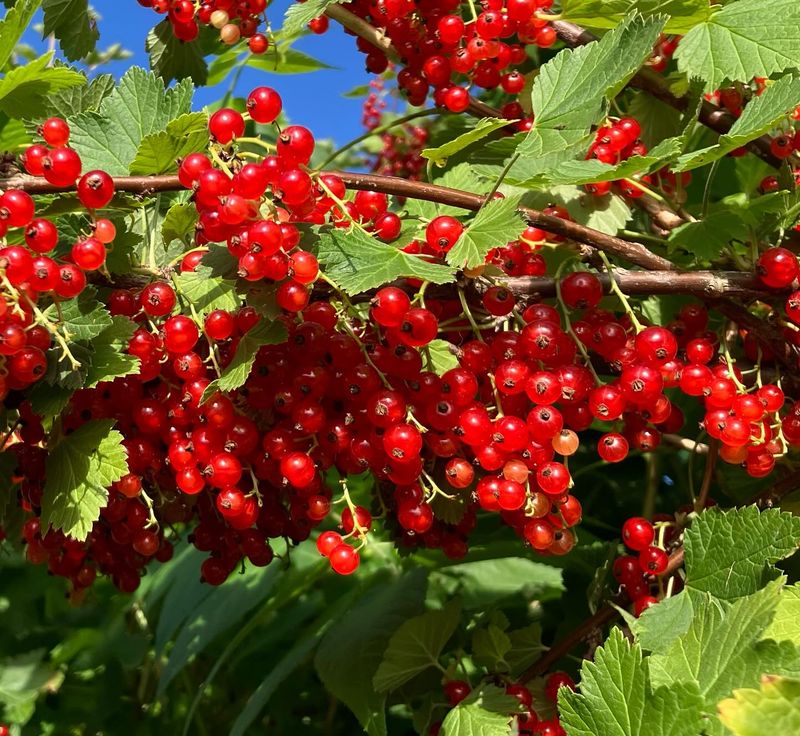 Currant