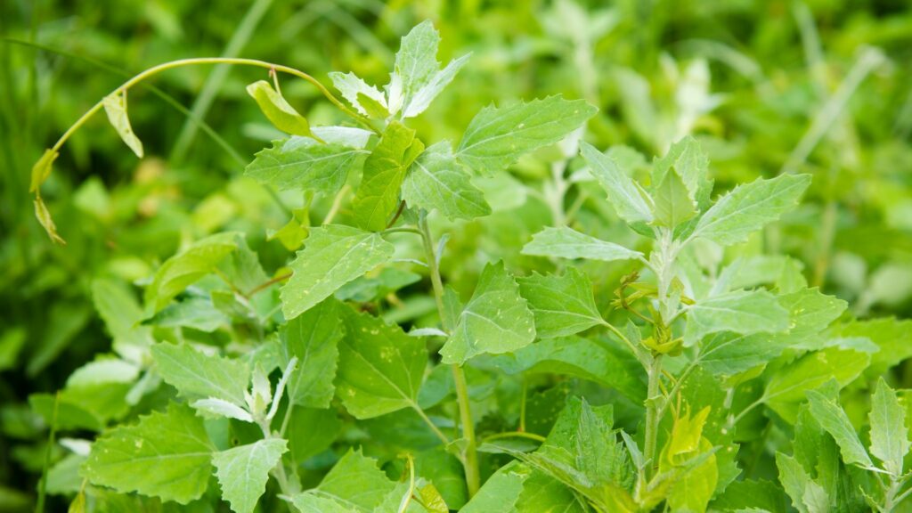 Goosefoot