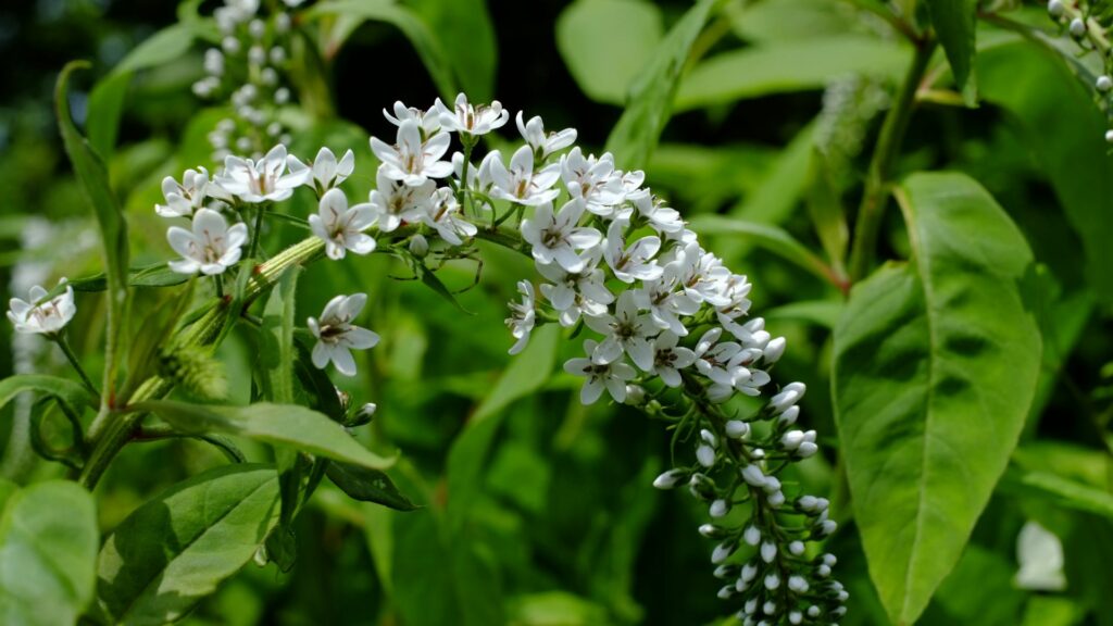 Gooseneck Loosestrife