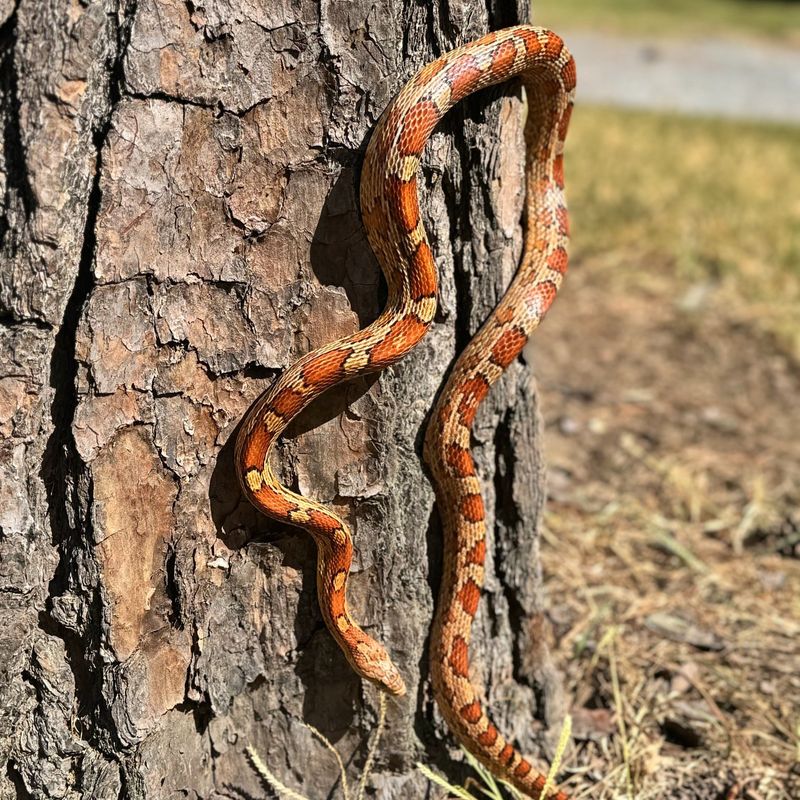 Corn Snake: The Colorful Climber