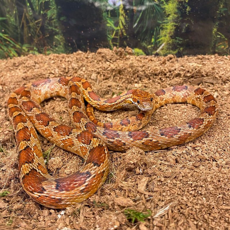 Corn Snake