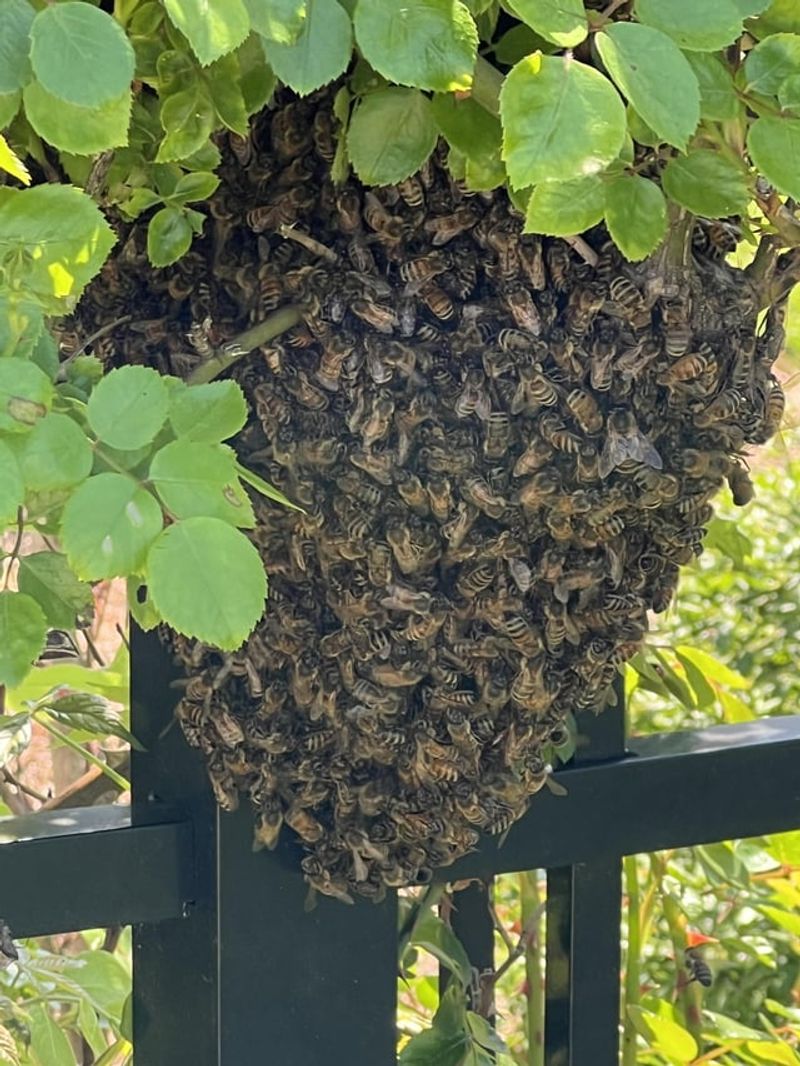 Honey Bees