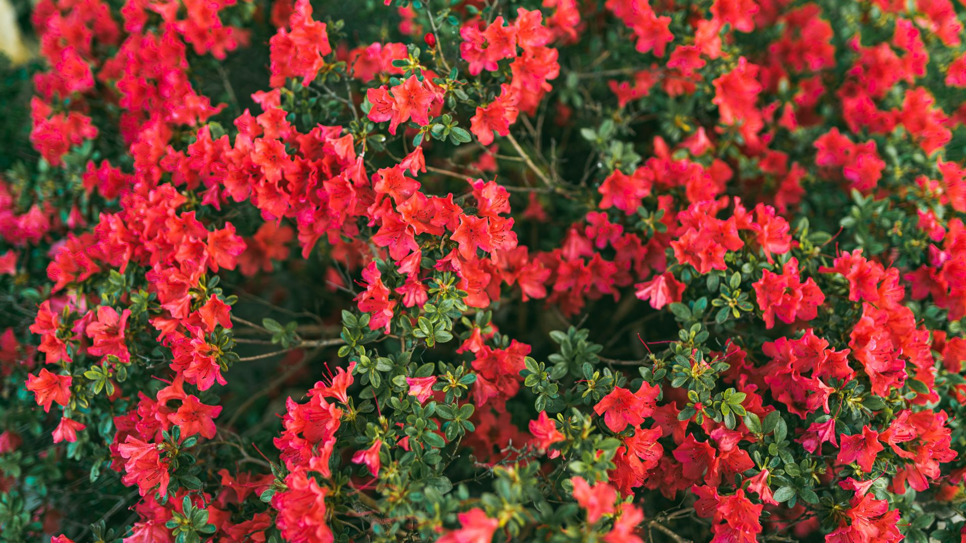shrub