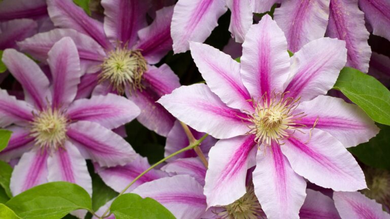 clematis flowers