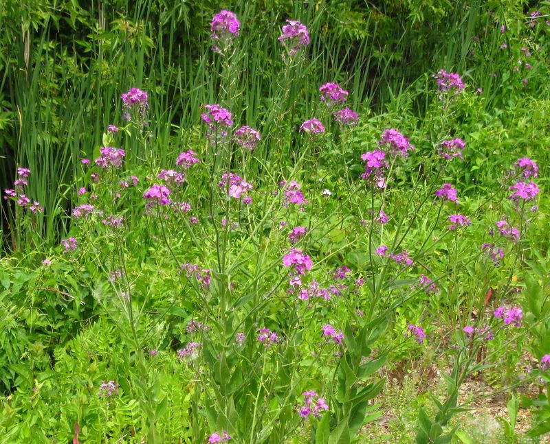 Dame's Rocket: The Phlox Impostor