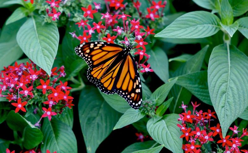 Tropical Pentas