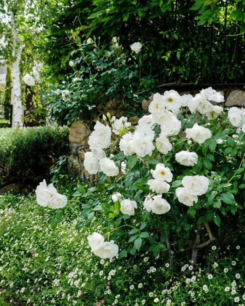 Floribunda Rose 'Iceberg'