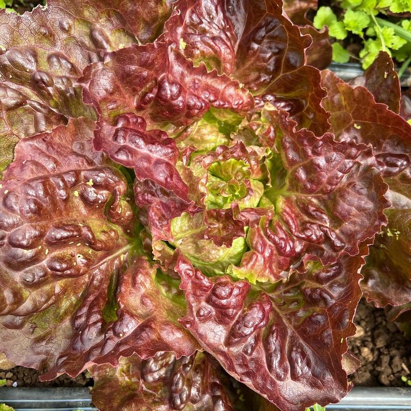 Yugoslavian Red Lettuce