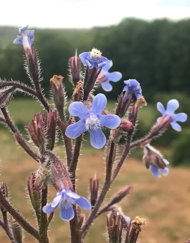 Anchusa azurea