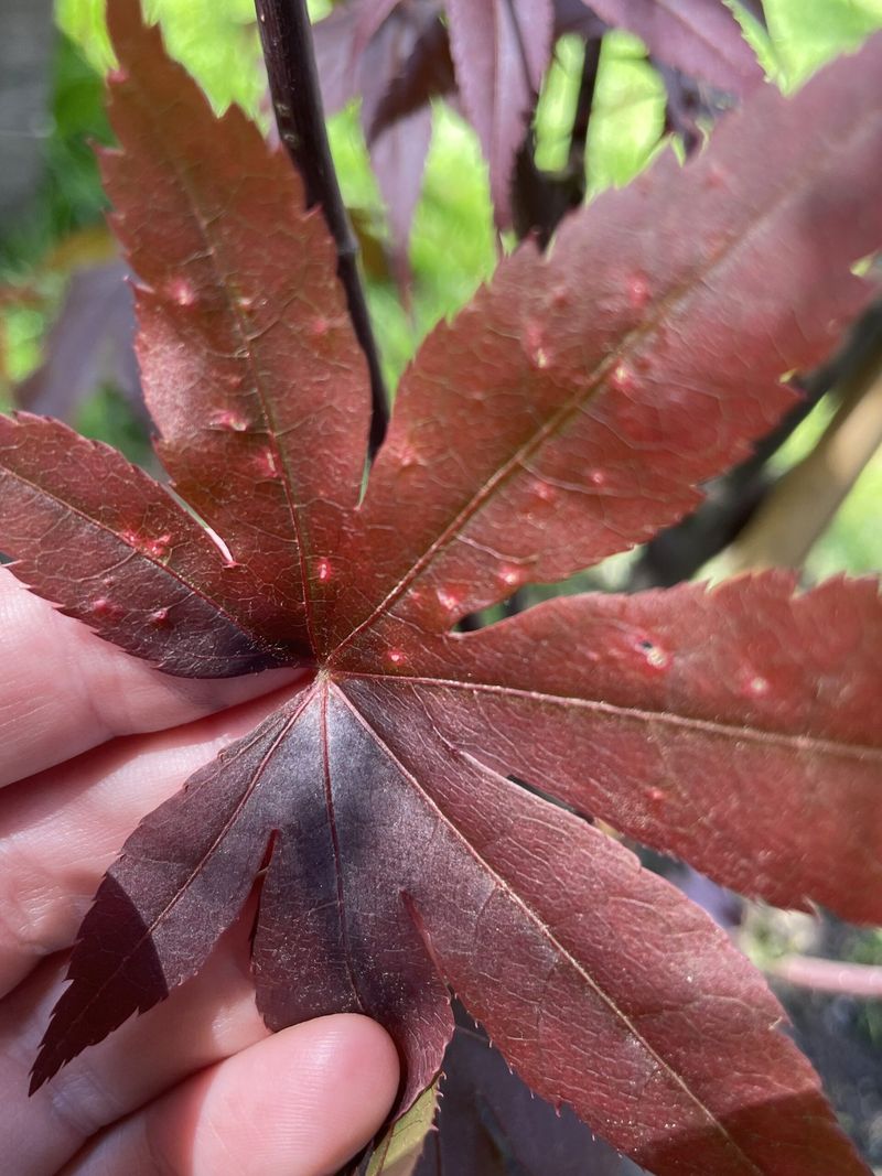 Japanese Maple