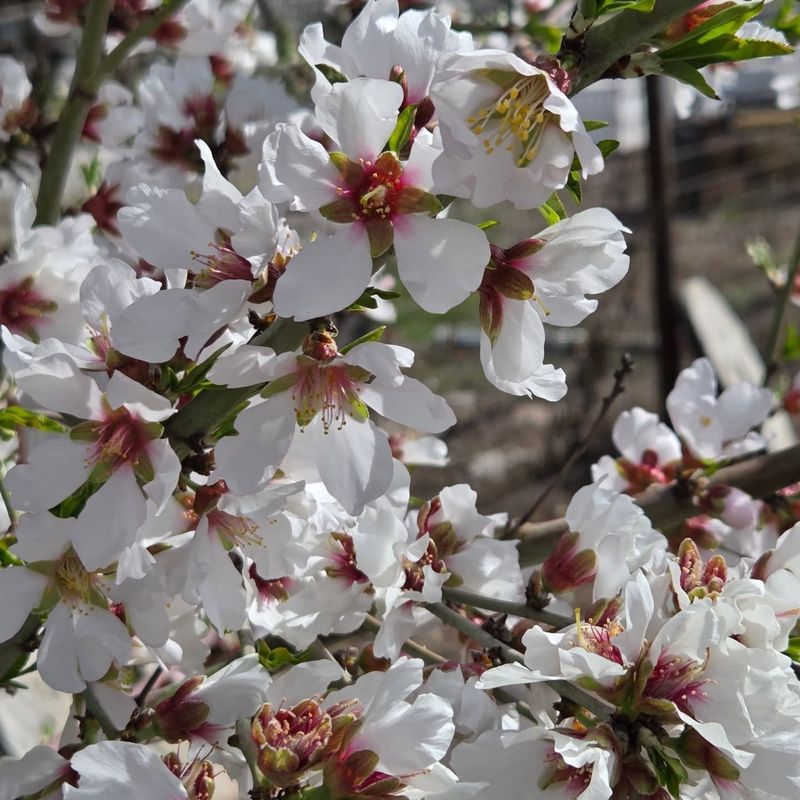 Almond Trees: First Heralds Of Spring