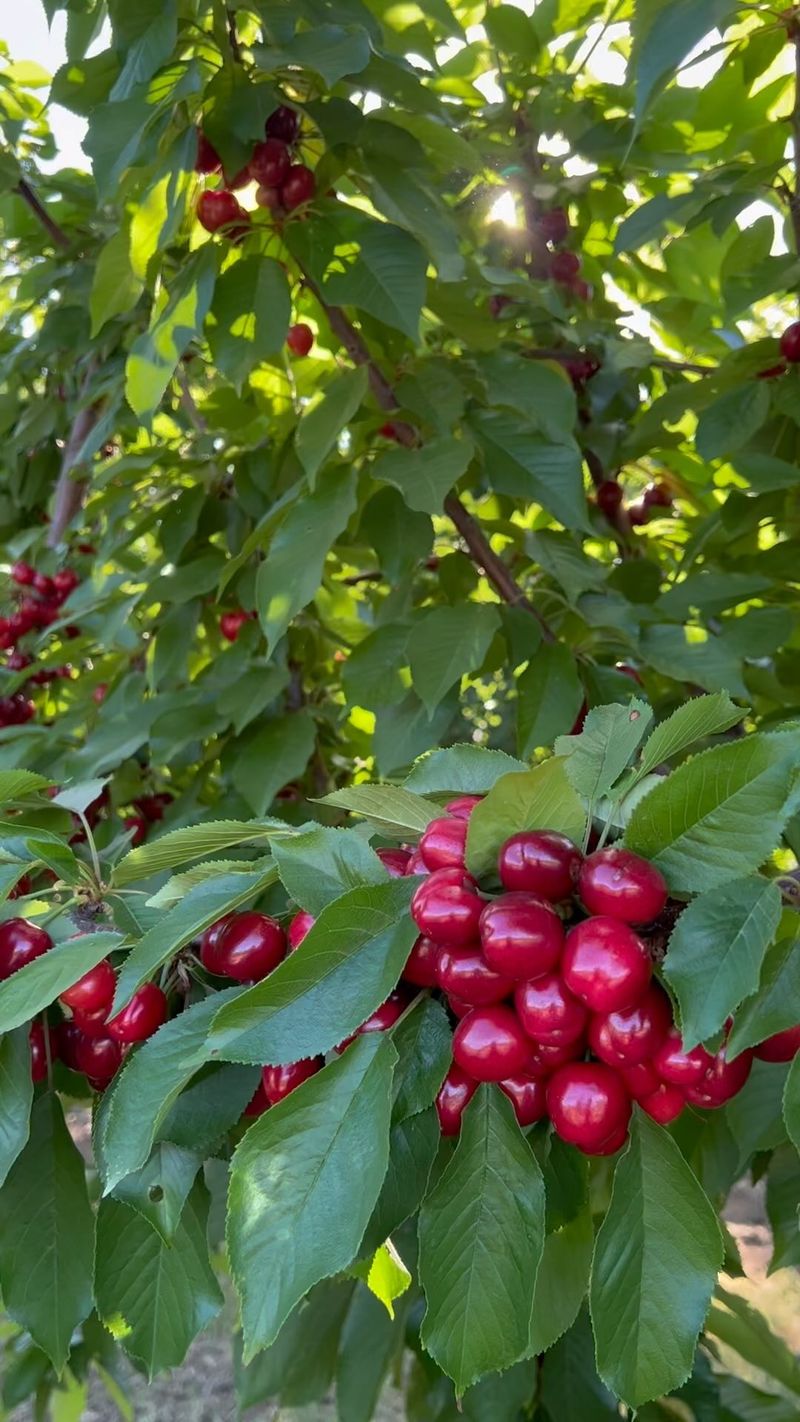 Cherries