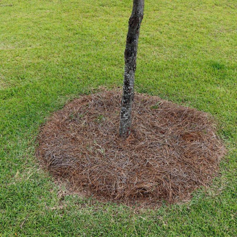 Pine Needles