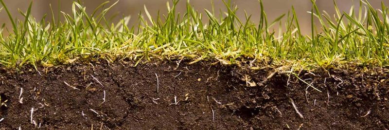 Root Establishment Differences