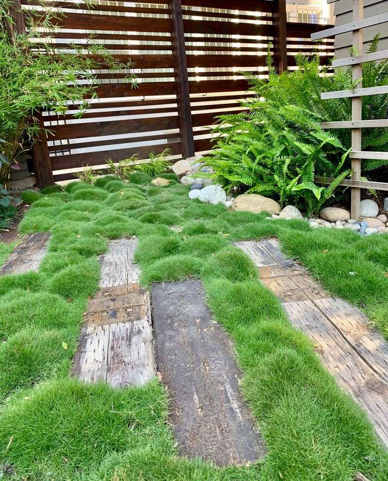 No-Mow Grass Varieties Cut Work Dramatically